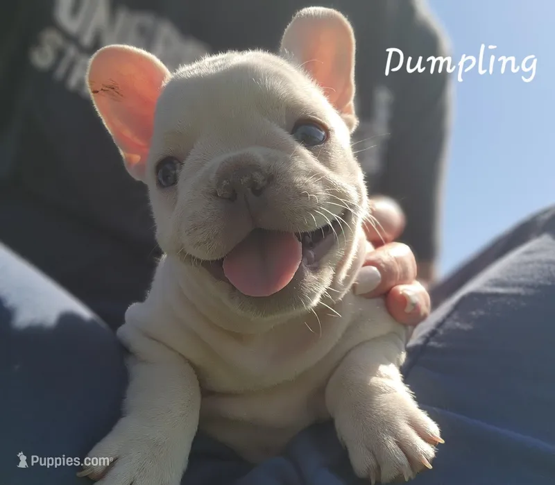 Dumplin' – French Bulldog puppy for sale in Monett, MO