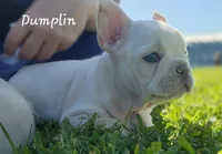Dumplin', a female French Bulldog for sale in Monett, MO – 5 of 10