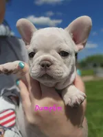 Dumplin', a female French Bulldog for sale in Monett, MO – 7 of 10