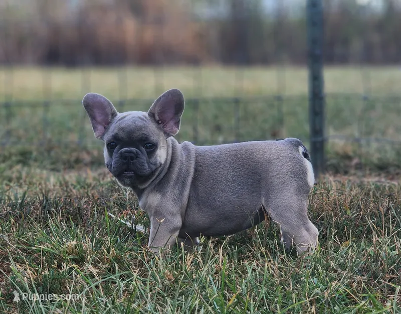Larry – French Bulldog puppy for sale in Monett, MO