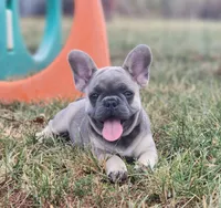 Larry, a male French Bulldog for sale in Monett, MO – 6 of 6