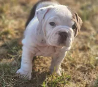 Chicks, a female English Bulldog for sale in Monett, MO – 2 of 7