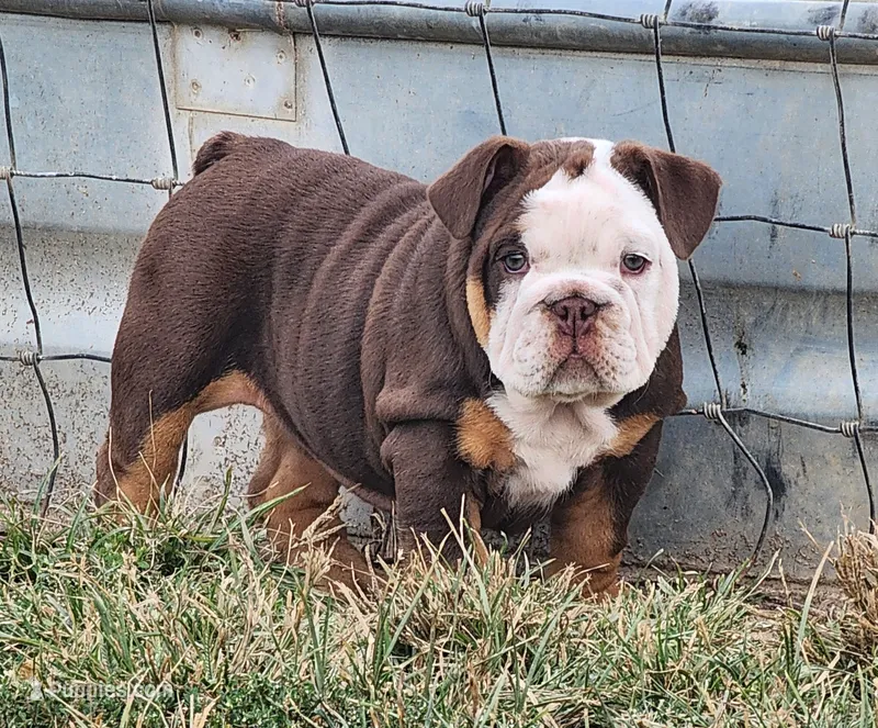 Wanda – English Bulldog puppy for sale in Monett, MO