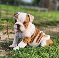 Taquito, a female English Bulldog for sale in Monett, MO – 6 of 9