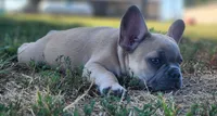 Curly, a male French Bulldog for sale in Monett, MO – 3 of 6