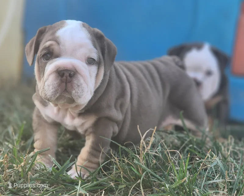 Earl – English Bulldog puppy for sale in Monett, MO