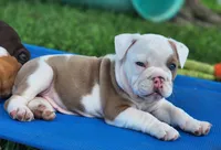 Tamale, a female English Bulldog for sale in Monett, MO – 5 of 8