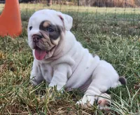 Mary Ann, a female English Bulldog for sale in Monett, MO – 5 of 5