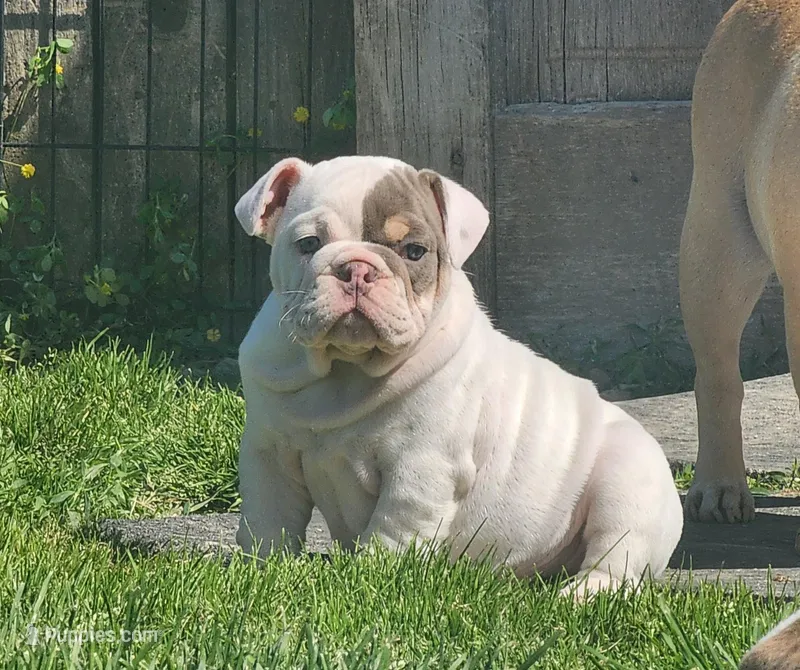 Cashew – English Bulldog puppy for sale in Monett, MO