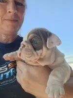 Cashew, a female English Bulldog for sale in Monett, MO – Photo 4 of 7