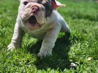 Cashew, a female English Bulldog for sale in Monett, MO – Photo 6 of 7