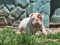 Cashew, a female English Bulldog for sale in Monett, MO – Photo 2 of 7