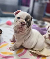 Cashew, a female English Bulldog for sale in Monett, MO – Photo 5 of 7