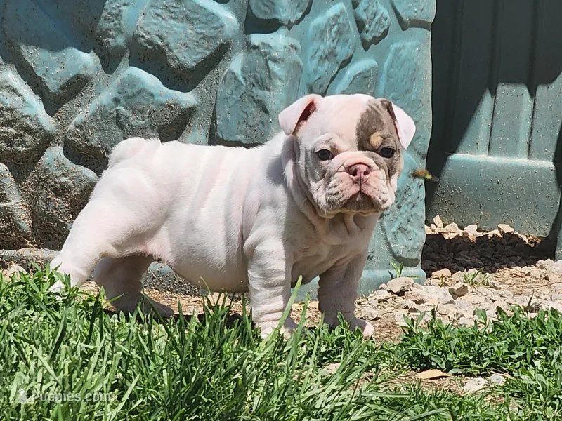 Cashew, a female English Bulldog for sale in Monett, MO – Photo 1 of 7