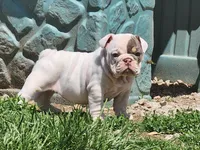 Cashew, a female English Bulldog for sale in Monett, MO – Photo 1 of 7