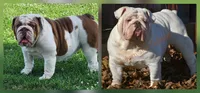Cashew, a female English Bulldog for sale in Monett, MO – Photo 7 of 7
