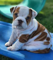 Taquito, a female English Bulldog for sale in Monett, MO – 3 of 9