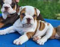 Taquito, a female English Bulldog for sale in Monett, MO – 2 of 9
