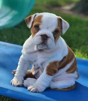 Taquito, a female English Bulldog for sale in Monett, MO – 4 of 9