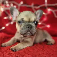 Tinsel, a male French Bulldog for sale in Monett, MO – Photo 1 of 8