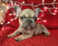 Tinsel, a male French Bulldog for sale in Monett, MO – Photo 1 of 8