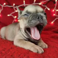 Tinsel, a male French Bulldog for sale in Monett, MO – Photo 5 of 8