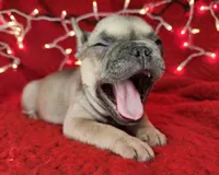 Tinsel, a male French Bulldog for sale in Monett, MO – Photo 5 of 8