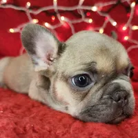 Tinsel, a male French Bulldog for sale in Monett, MO – Photo 7 of 8