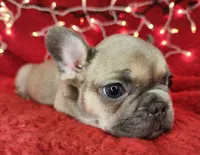 Tinsel, a male French Bulldog for sale in Monett, MO – Photo 7 of 8