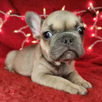 Tinsel, a male French Bulldog for sale in Monett, MO – Photo 3 of 8