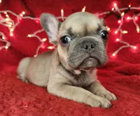 Tinsel, a male French Bulldog for sale in Monett, MO – Photo 3 of 8