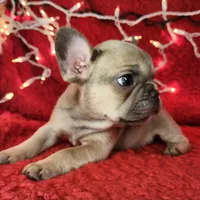 Tinsel, a male French Bulldog for sale in Monett, MO – Photo 6 of 8