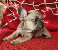 Tinsel, a male French Bulldog for sale in Monett, MO – Photo 6 of 8