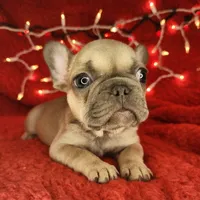 Tinsel, a male French Bulldog for sale in Monett, MO – Photo 2 of 8