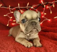 Tinsel, a male French Bulldog for sale in Monett, MO – Photo 2 of 8