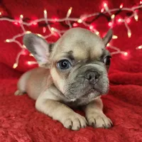 Tinsel, a male French Bulldog for sale in Monett, MO – Photo 8 of 8