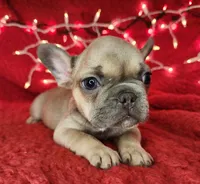 Tinsel, a male French Bulldog for sale in Monett, MO – Photo 8 of 8