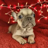 Tinsel, a male French Bulldog for sale in Monett, MO – Photo 4 of 8