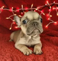Tinsel, a male French Bulldog for sale in Monett, MO – Photo 4 of 8