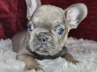 Clark, a male French Bulldog for sale in Monett, MO – Photo 9 of 10
