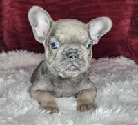 Clark, a male French Bulldog for sale in Monett, MO – Photo 5 of 10