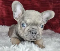 Clark, a male French Bulldog for sale in Monett, MO – Photo 8 of 10