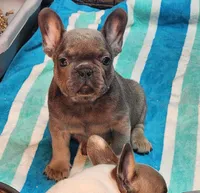Clark, a male French Bulldog for sale in Monett, MO – Photo 2 of 10