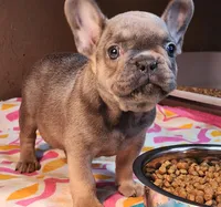 Clark, a male French Bulldog for sale in Monett, MO – Photo 3 of 10