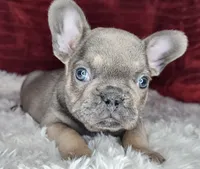 Clark, a male French Bulldog for sale in Monett, MO – Photo 6 of 10