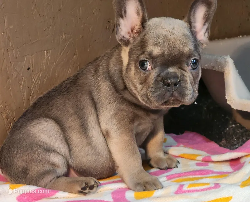 Clark, a male French Bulldog for sale in Monett, MO – Photo 1 of 10