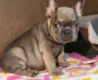 Clark, a male French Bulldog for sale in Monett, MO – Photo 1 of 10