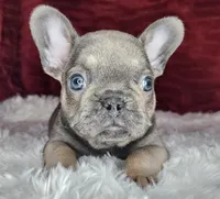Clark, a male French Bulldog for sale in Monett, MO – Photo 7 of 10