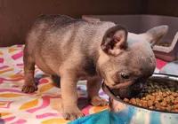 Clark, a male French Bulldog for sale in Monett, MO – Photo 4 of 10