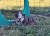 Earl, a male English Bulldog for sale in Monett, MO – 7 of 7